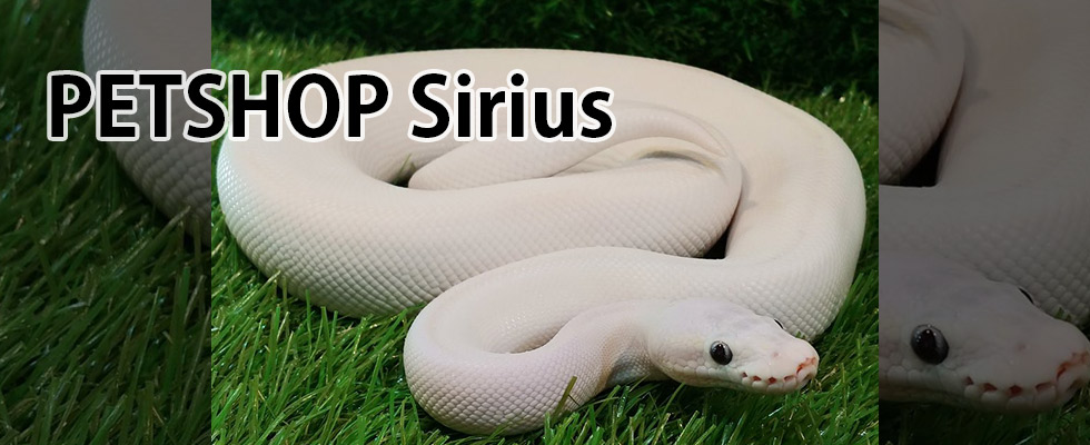 Petshop Sirius